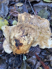 Lactarius alnicola