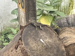 Calotes versicolor