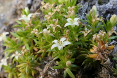 Galium perpusillum