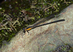 Lestoidea conjuncta