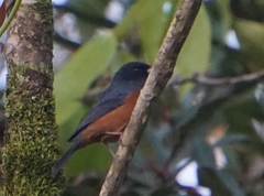 Diglossa baritula