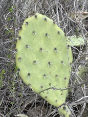 Opuntia semispinosa