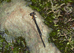 Lestoidea conjuncta