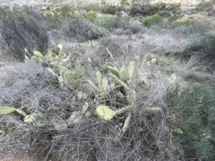 Opuntia semispinosa