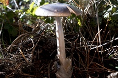 Amanita pachycolea