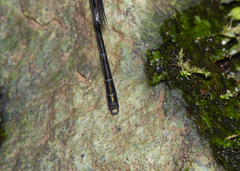Lestoidea conjuncta