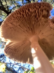 Amanita pachycolea