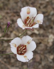 Calochortus venustus