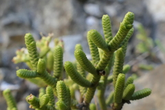 Veronica tetrasticha