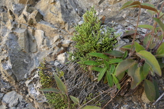 Veronica tetrasticha