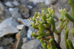 Veronica tetrasticha