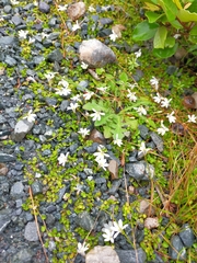 Lobelia angulata