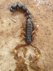 Parabuthus transvaalicus