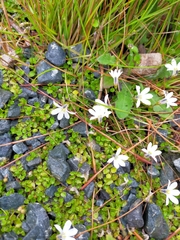 Lobelia angulata