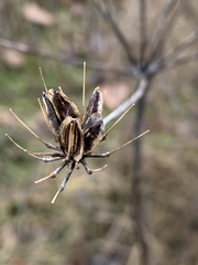 Lomatium nudicaule