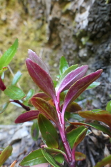Epilobium brevipes