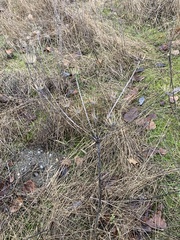 Lomatium nudicaule