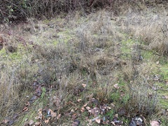 Lomatium nudicaule