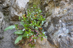 Epilobium brevipes