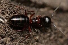 Camponotus innexus