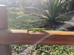 Phelsuma grandis