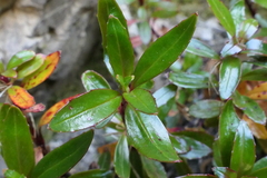 Epilobium brevipes