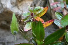 Epilobium brevipes
