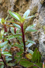 Epilobium brevipes