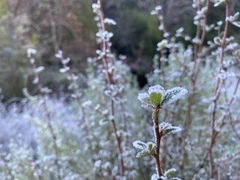 Cercocarpus betuloides