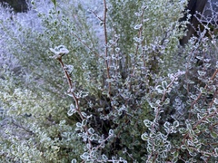 Cercocarpus betuloides