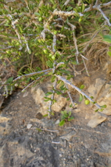 Melicytus