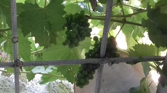 Vitis vinifera