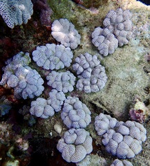 Cladiella