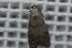 Heteromicta pachytera