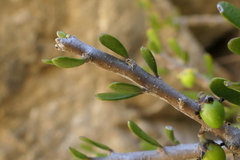 Melicytus