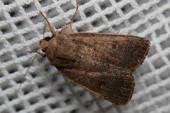 Proteuxoa
