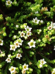 Diosma oppositifolia