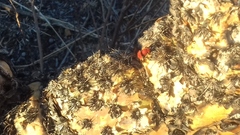 Dasymutilla erythrina