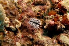 Phyllidia elegans