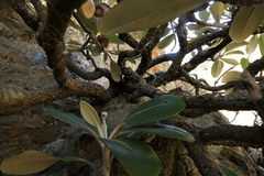 Pachystegia hesperia