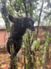 Eulemur macaco