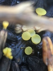 Chloroscypha alutipes