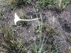 Gladiolus longicollis