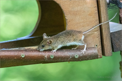 Apodemus flavicollis