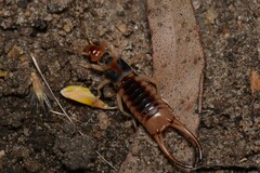 Labidura truncata