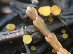 Chloroscypha alutipes