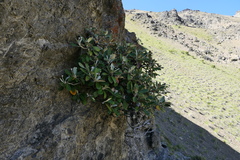 Pachystegia hesperia