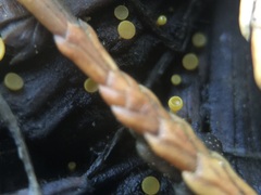 Chloroscypha alutipes