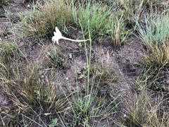 Gladiolus longicollis