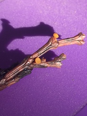 Chloroscypha alutipes